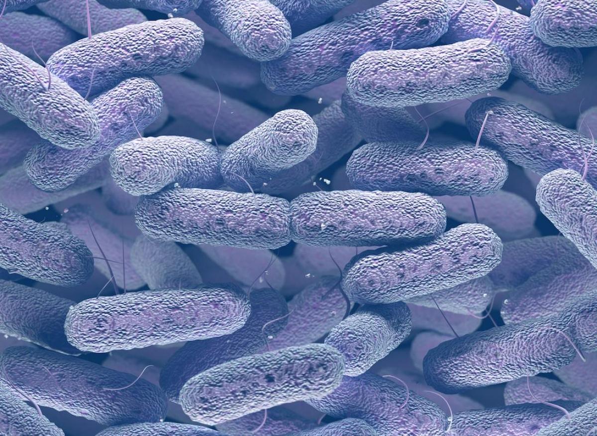 Comment Escherichia coli se joue du système immunitaire 