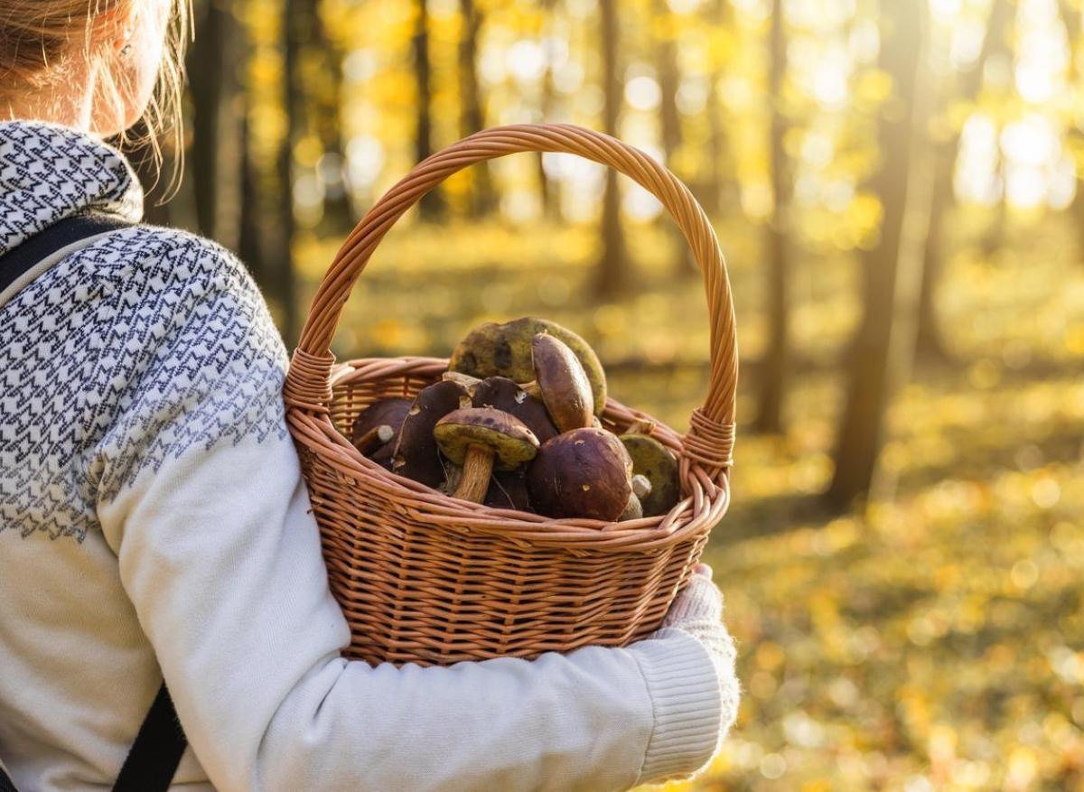 Cueillette des champignons : les symptômes pouvant faire craindre une intoxication