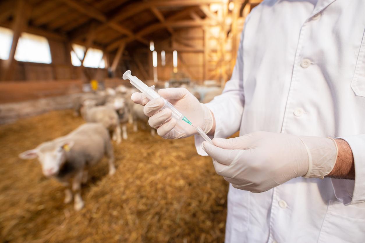 Nouvelle obligation de déclaration des antimicrobiens vétérinaires