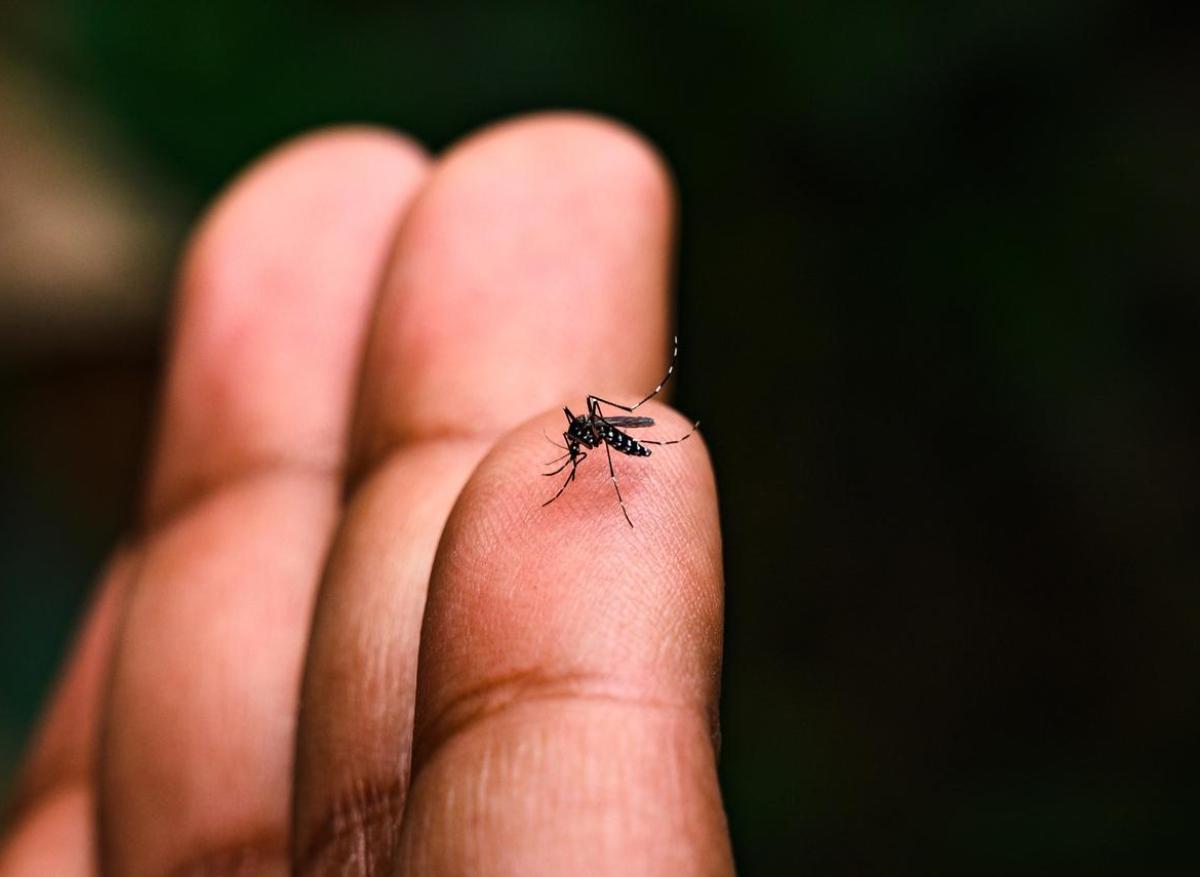 Dengue : un cas sur cinq serait dû au changement climatique